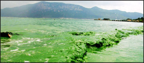 20080317-algae bloom in Dianchi Lkae in Yunnan in 2007, china daily 2.jpg